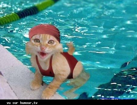 Poisson chat !